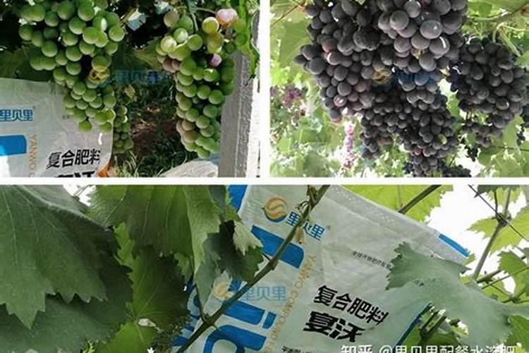 葡萄现在用什么肥上色快