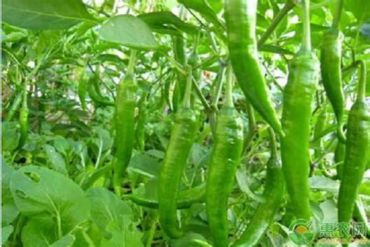 喷杀虫剂后隔天可以浇水施肥吗