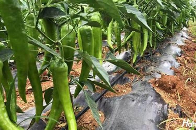 大豆打杀虫剂多久可打除草剂？