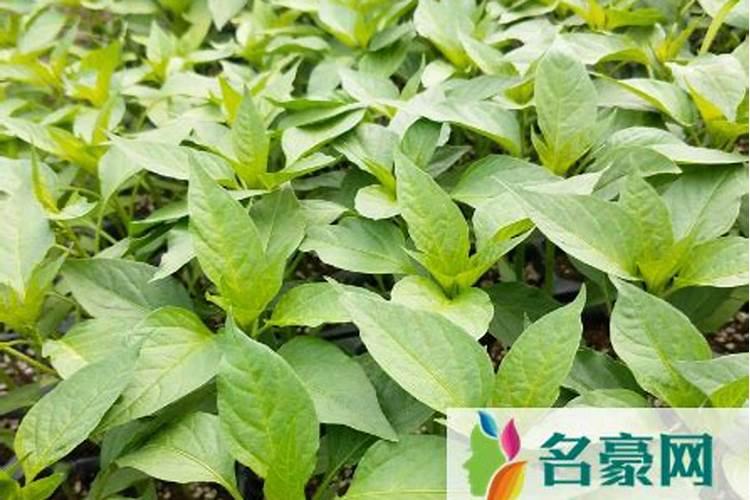 水溶肥是用什么原料配成的