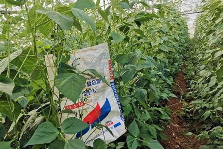 种豆角用什么肥料最好 种豆角用磷酸二氢钾肥可以吗