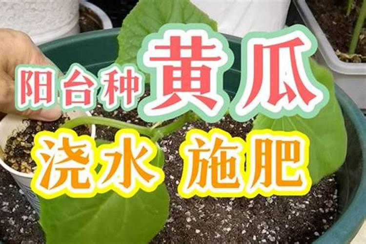 黄瓜定植后浇什么肥料
