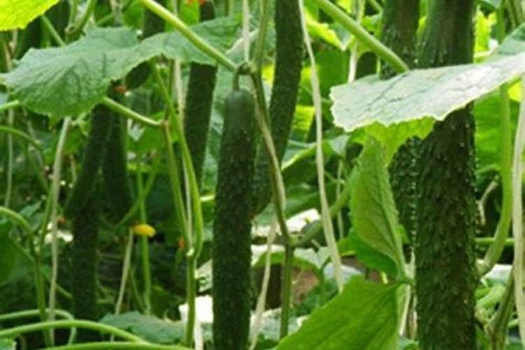 黄瓜追肥用什么肥料好