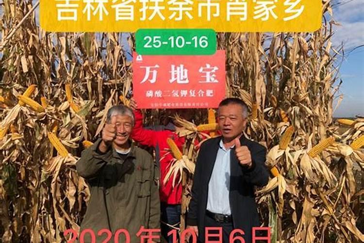 天竺葵叶片发黄干枯的原因及解决办法,分3种情况进行讲解