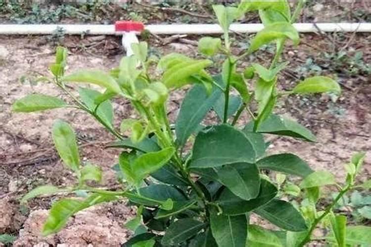 磷肥对植物起什么作用？