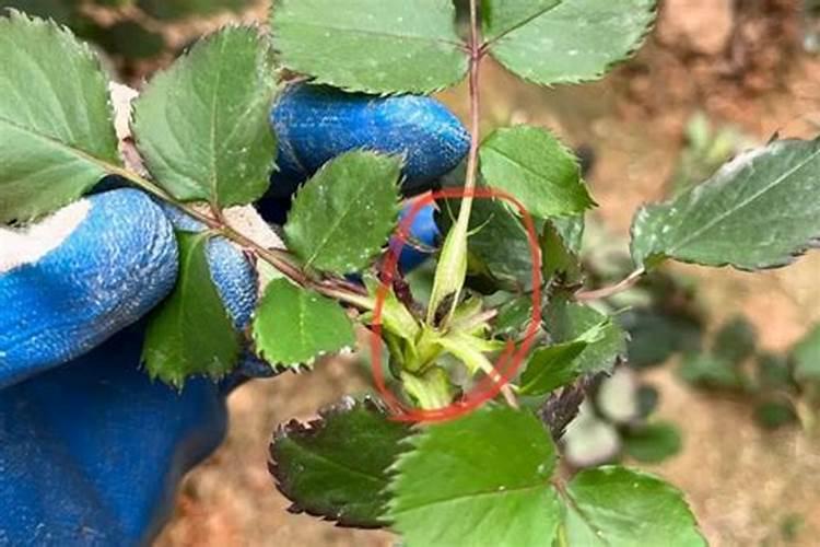 10毫升芸苔素兑多少水