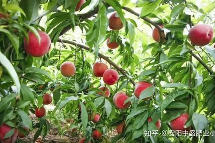 芸苔素14,24,28的区别是什么？