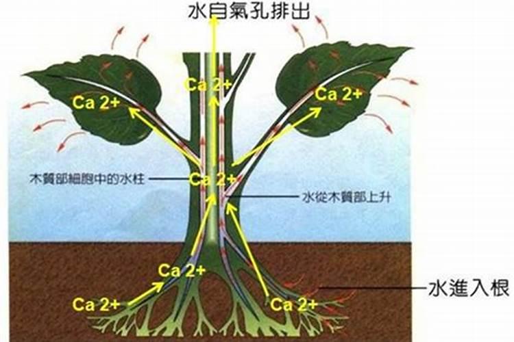 冲施的钙肥有哪些？