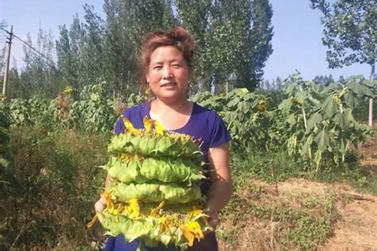 磷钾肥料的有哪些