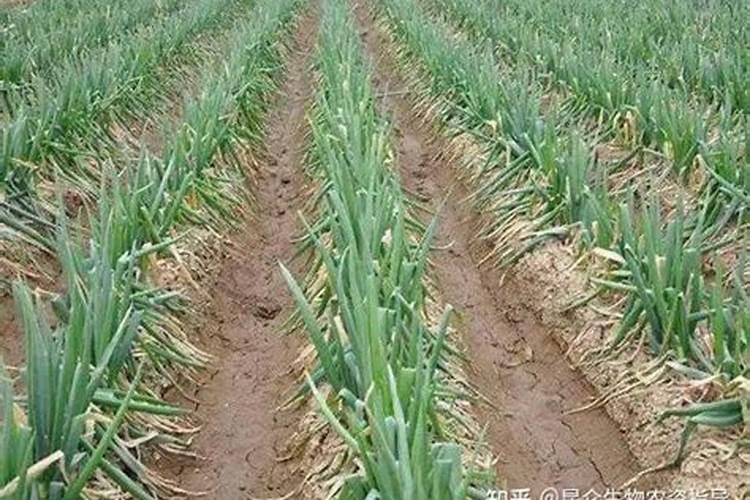 大葱喜欢哪种肥料？如何才能提高大葱的产量？
