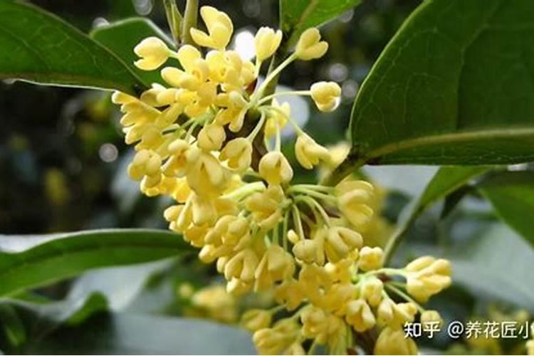 桂花树施什么肥合适
