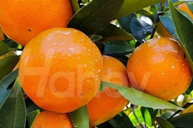 头年挂果沃柑现在用放肥抽夏梢吗？