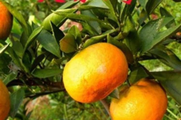 沃柑冬季施肥时间 施什么肥最好