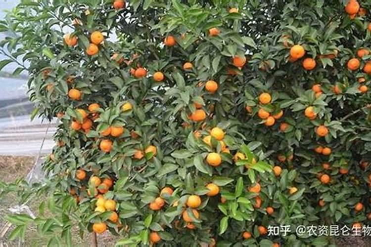怎么施肥让沙糖桔膨果快(沙糖桔什么时候施膨果肥)