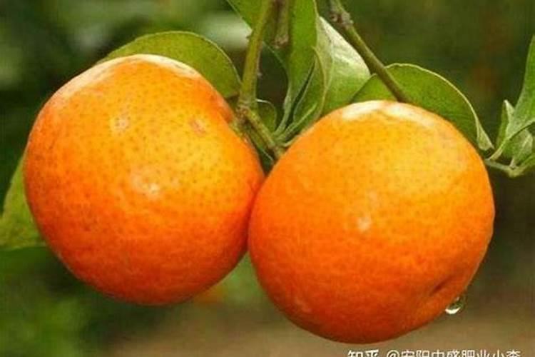 沙糖桔膨果用什么肥 如何施肥效果好