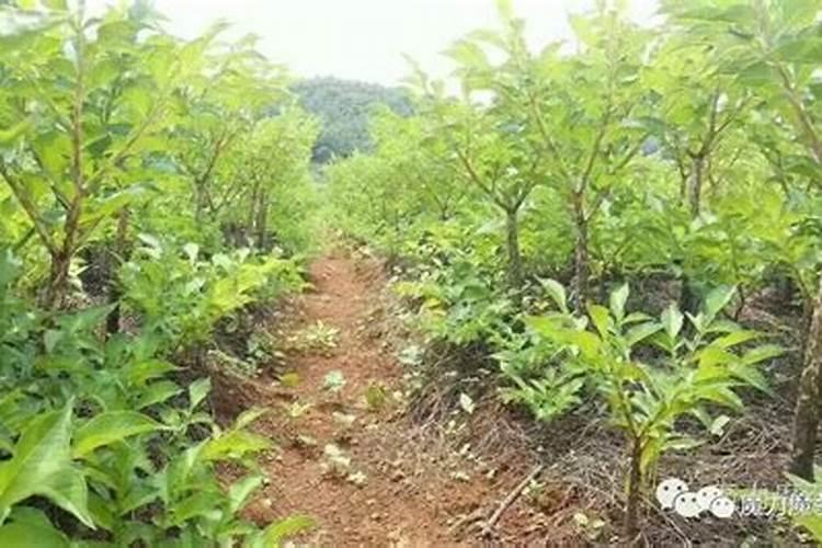 魔芋追肥用什么肥料好