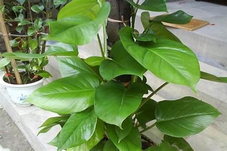 有人知道花生怎么施肥吗,还有用什么肥料好一点？