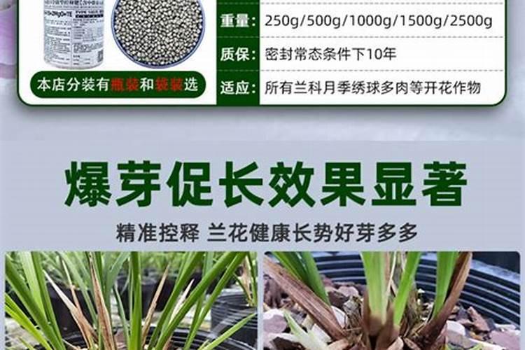 兰花浇什么肥料合适