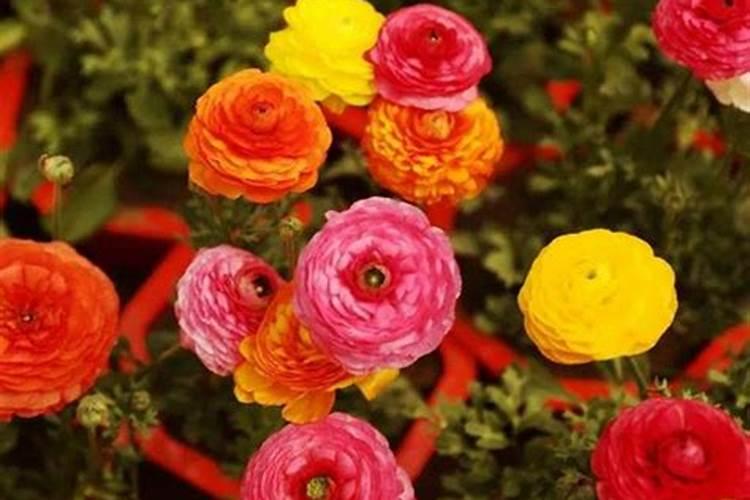 种花草要下什么肥料