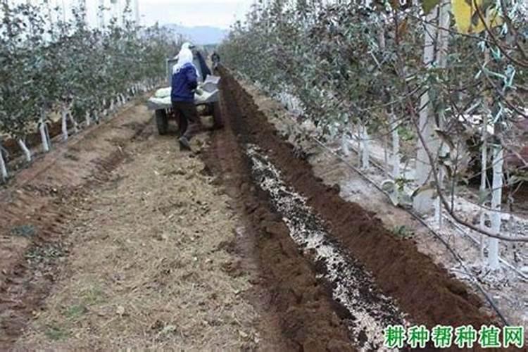 苹果树上什么肥料好