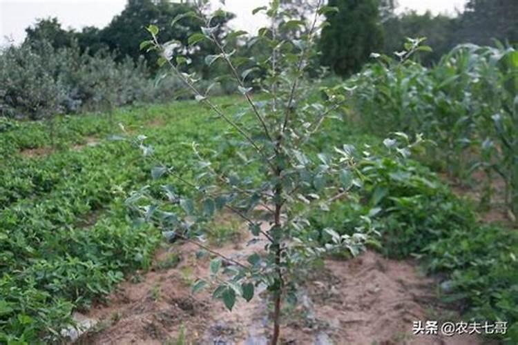 苹果树上什么肥料好 苹果树上哪些肥料好