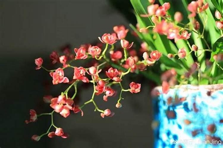 养花的水多久一换、不用换水的水培植物