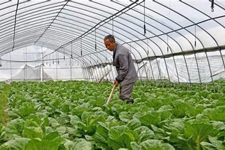 红糖加醋做叶面肥 红糖加醋当叶面肥的好处