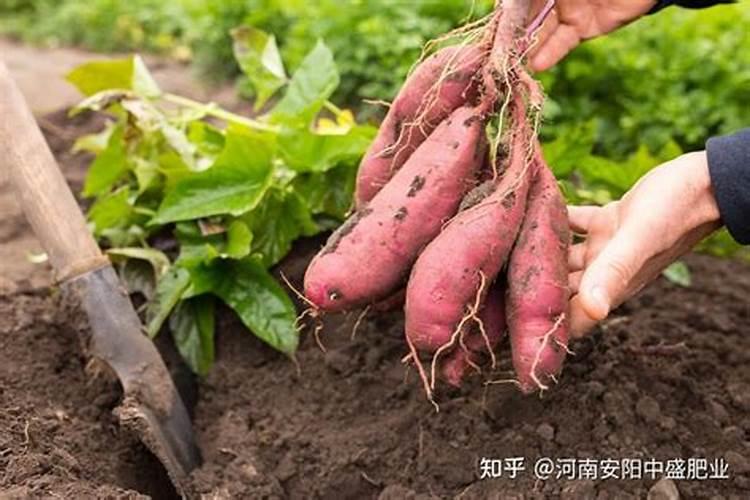 花草叶面肥多久喷一次 “植物叶面肥喷洒频率”