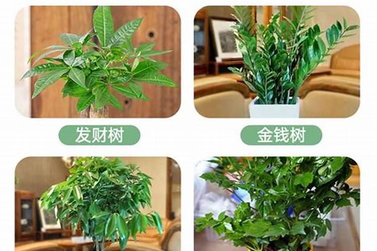 平安树施什么肥料好,氮磷钾肥促进生长(春秋两季施肥)
