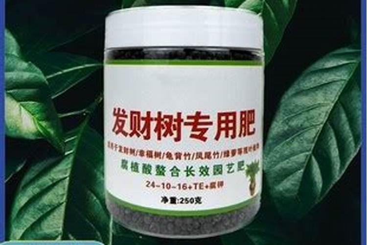 我的发财树不死也不发芽怎么回事