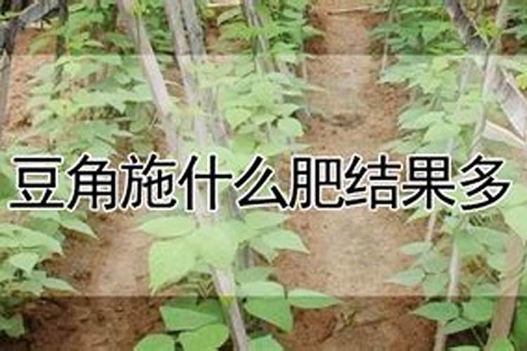 豆角开花了需要追肥吗(长豆角开始结果中施什么化肥)