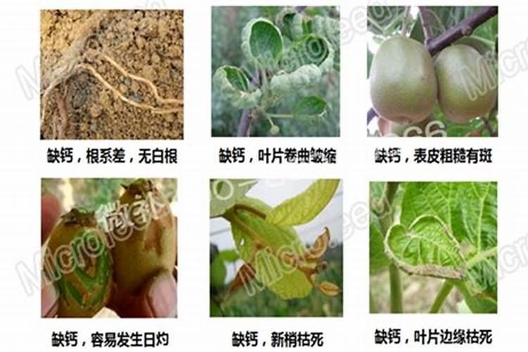 盆栽猕猴桃春季发芽追肥如何施肥用什么肥比较好多久施一次能结果吗百...