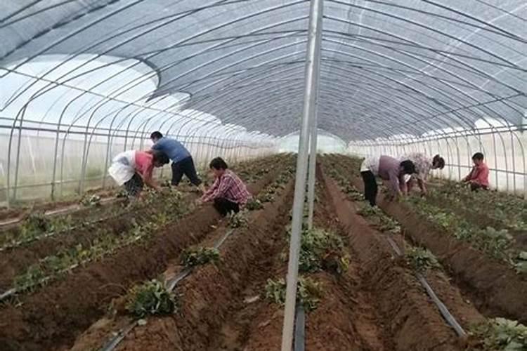 家里种的草莓施什么肥料