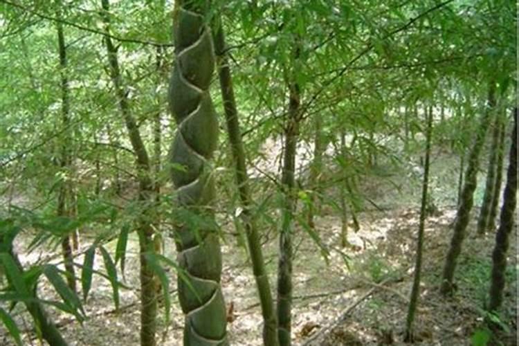 我养了一个竹子盆栽,最近叶子发黄,有点蔫吧。还差点死了一个竹子,应该...