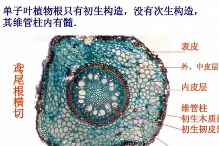 蓝莓盆栽的种植技巧及养护注意事项详解