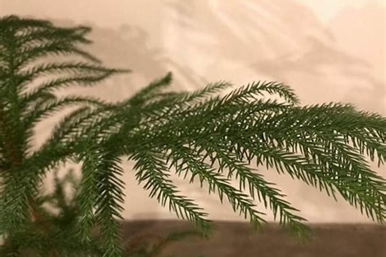 促进开花施什么肥料(果树促花用什么叶面肥好)