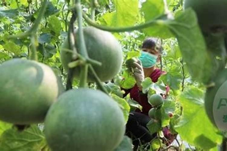花生开花期施什么肥料