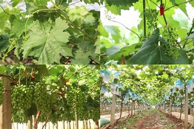 阳光玫瑰葡萄4月份能充棚思肥吗？