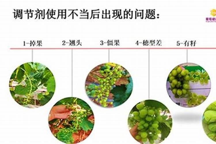 阳光玫瑰葡萄什么时间喷葡萄糖会增加糖度？