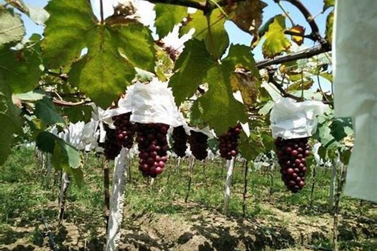 葡萄种植什么时候施肥合适种植葡萄什么时候施肥合适