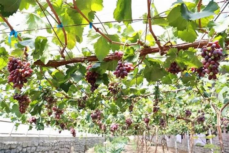 葡萄采收完以后浇水追施什么肥料？
