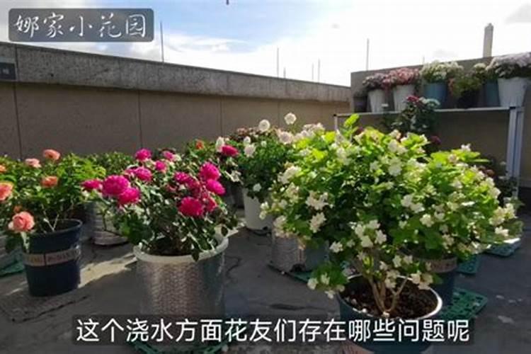 油茶施什么肥最好