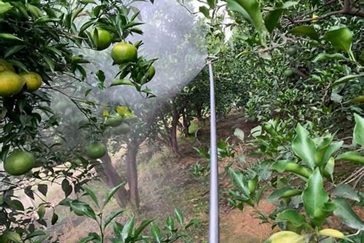 菱角种植方法和技术 菱角高产种植技术