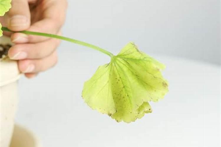 桉树用什么肥料长得快