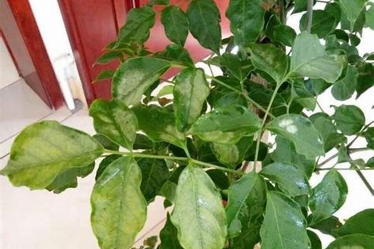脐橙树施氮肥过量会掉叶吗？