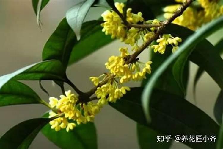 五味子5种方法育苗分别是什么？怎样才能提高繁殖率？