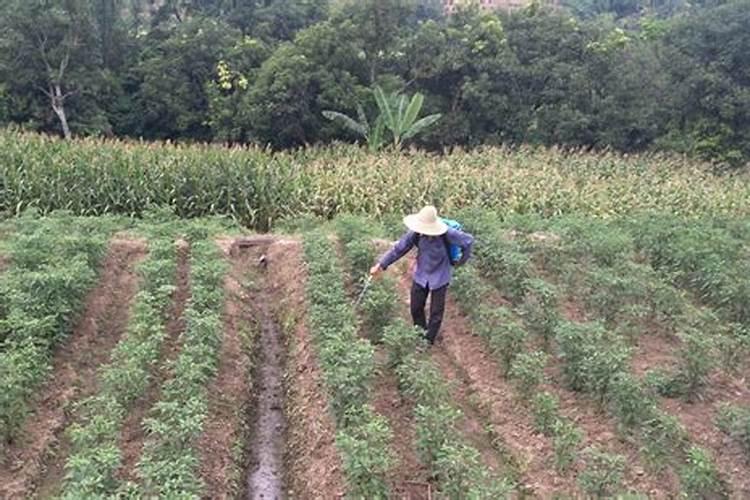 种植草莓需要什么肥料 种植草莓用什么肥料最好