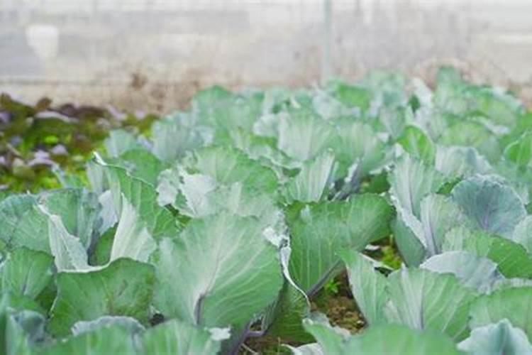 蔬菜晚上施肥好还是早上施肥好(种菜什么时候施肥好)