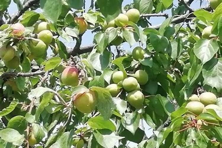 早熟苹果什么时候施钾肥最好？