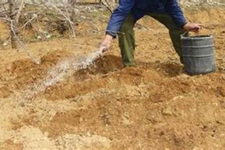 苹果树什么时候施钾肥好